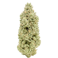 Lemon Haze –  Bulk Deals 💰
