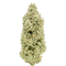 Lemon Haze – 26.7% THCA Flower
